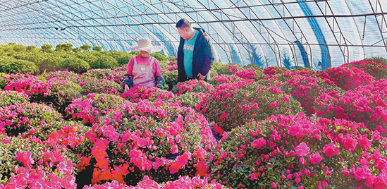 杜鹃花铺就致富路